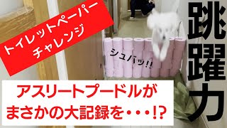 【アスリート】トイプードルのトイレットペーパーチャレンジ最高記録更新！？