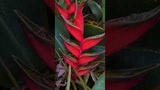 Red palulu (Heliconia bihai) 🤍