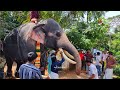 nandilath gopalakrishnan mass entry at arangottukara mullakkal pooram ezhumangad committee