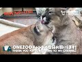 【日本平動物園】なかよしグルーミング♪🐈🐈ピューマのアルタイルとベガ nihondaira zoo puma vega and altair.