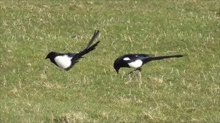 Eurasian Magpie.