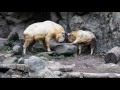 ゴールデンターキンの親子対決　golden takin ゴールデンターキン 　多摩動物公園