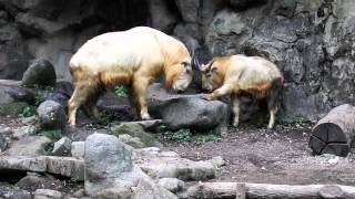 ゴールデンターキンの親子対決　Golden takin(ゴールデンターキン)　多摩動物公園