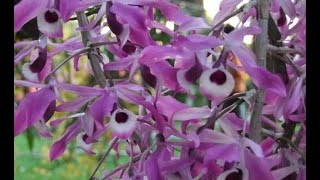 เอื้องสายม่วง หรือ เอื้องสายน้ำครั่ง Dendrobium lituiflorum Lindl