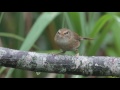 2016 台灣鳥攝圖集（完整版）