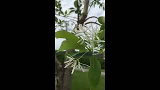 2016/11/11 Chionanthus retusus 流蘇樹 景美 ...竹圍 4