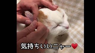 耳かきが大好きなむーちゃん猫です