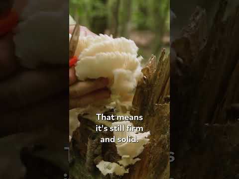 5 Best Mushrooms for Beginner Mushroom Collectors, According to an Expert