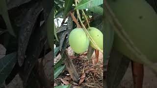 #మా మామిడి చెట్టు మొదటి కాయలు|#beautifulnature #youtubeshorts #trendingshorts #viral