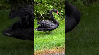 black swan #ytshorts #shortsyoutube #shortvideo #viral #shortfeed #shorts