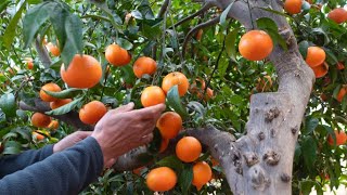 VARIEDAD  MANDARINA  LEANRI