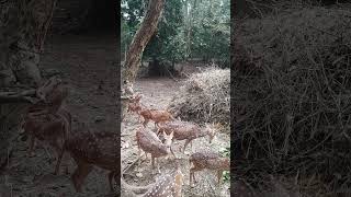 spotted deer