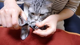 爪切りのときはお利口さんな猫 2