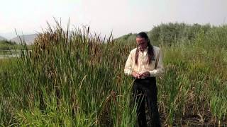 Richard Lonewolf on Cattails, Chufa, \u0026 Bulrush