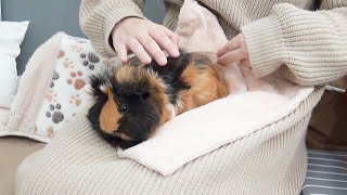 【緊張】尻の毛を切られプルプルなモルモット　 Hair Cut Piggy