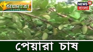 কৃষক বন্ধু আবদুল গফরের পেয়ারা চাষের অভিজ্ঞতা । অন্নদাতা