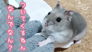 【部屋んぽ】いつも動かないアレに付きまとわれるハムスター【ジャンガリアン】(モンブラン🐹)