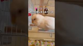 何かを探しまくるインコ#shorts