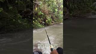 MOMENT MENAKUTKAN SAAT MANCING #fishing #mancing #ikan #angler