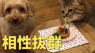 【犬と猫の暮らし】飼いやすいマルプーは猫とも相性が良いのか!?マルプーの紹介