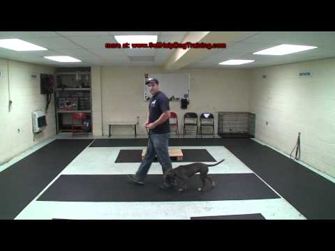 How to Train a Dog to Heel - Dog Training by K9-1.com How to Train a Dog to Heel - Dog Training by K9-1.com