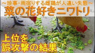 菜の花好きニワトリ～珍事・軒下で雨宿りする雌鶏が人違いの失態～