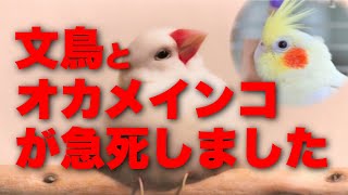 【原因判明】文鳥とオカメインコが急死しました