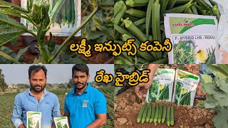 Okra Cultivation with Laxmi Inputs Company LHB Rekha Hybrid #okra #bhendi #vegetablefarming