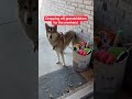 only packing the essentials dog funny dogs doglover cute pets funnyvideo bff shorts viral