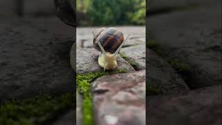 It's just a few seconds delay of a snail! #snail #slugging #snailspecies