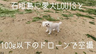 ＃ANAの7000円1区で石垣島、愛犬LOUIS大喜びドローンを飛ばしてみる