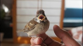 Ep1 保護したスズメの成長記録・１　～旅立ちの準備まで～The diary which raised a sparrow.