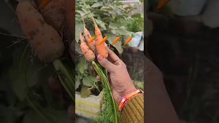 How to grow carrot  effortlessly 🥕🥕🥕 #organicgardening