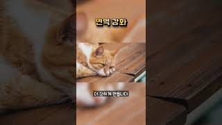 이래도 고양이 안키우실건가요?! - 우리가 고양이를 키워야하는 3가지 이유