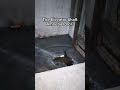 amoeba water inside abandoned buildings… urbex abandonedplaces amoeba fyp viral finds scary