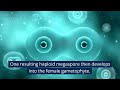 how to describe the development of female gametophyte in angiosperms audio arrstudio arrtech