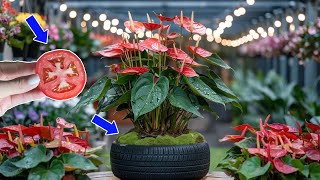 Just a slice of tomato, Anthurium flowers bloom all four seasons | Relax Garden