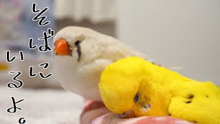 きみのそばにいるよ シニアセキセイインコとキンカチョウの雛 A zebra finch nestling with an old budgerigar