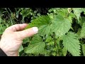 stinging nettle harvesting tip