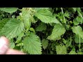 stinging nettle harvesting tip