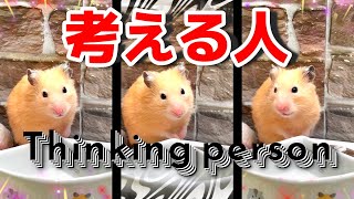 考え中の姿が激カワの💗 ゴールデンハムスター 【関連動画も見てね～🐹💕コメント欄のURLをクリック❣️】 #shorts