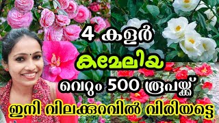 🔥😱 500 രൂപയ്ക്കു സ്വന്തമാക്കാം 4 കളർ കമേലിയ /Camellia Japonica Only 500/-  4Colour