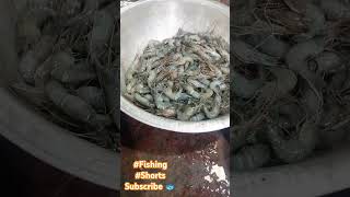 নদীর বড় চিংড়ি মাছ বাজারজাত করা দেখুন। Fish Blogger Resat