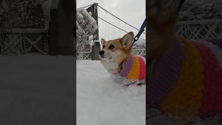 雪の吊り橋を目指すコーギー / A corgi heads for a snow-covered suspension bridge #コーギー #corgi #吊り橋