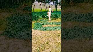 Routine work in Village Pakistan ll Grass cutting #grass #cutter #village #punjab #youtubeshorts