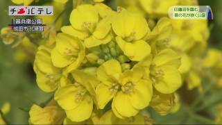 2017千葉の春・お花見・観光スポット特集「甚兵衛公園　菜の花(成田市）」【チバテレ公式】