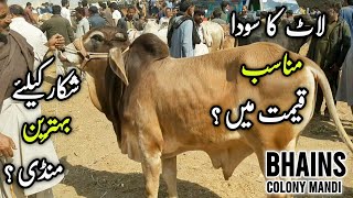 Bhains Colony Mandi Rates Update On 05-Feb  | Cattle Market | Karachi Cow Mandi