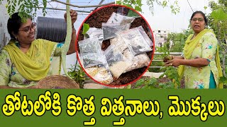 తోటలో బోలెడన్ని కొత్త విత్తనాలు పెట్టేశాను, తొలి కాపు వచ్చేసింది, terrace garden updates| TTH |