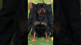 Rottweiler dog is Dangerous dogs breeds 🤯🐕 #youtube #rottweiler #dog