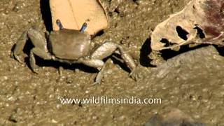 The Sundarbans mangrove forest